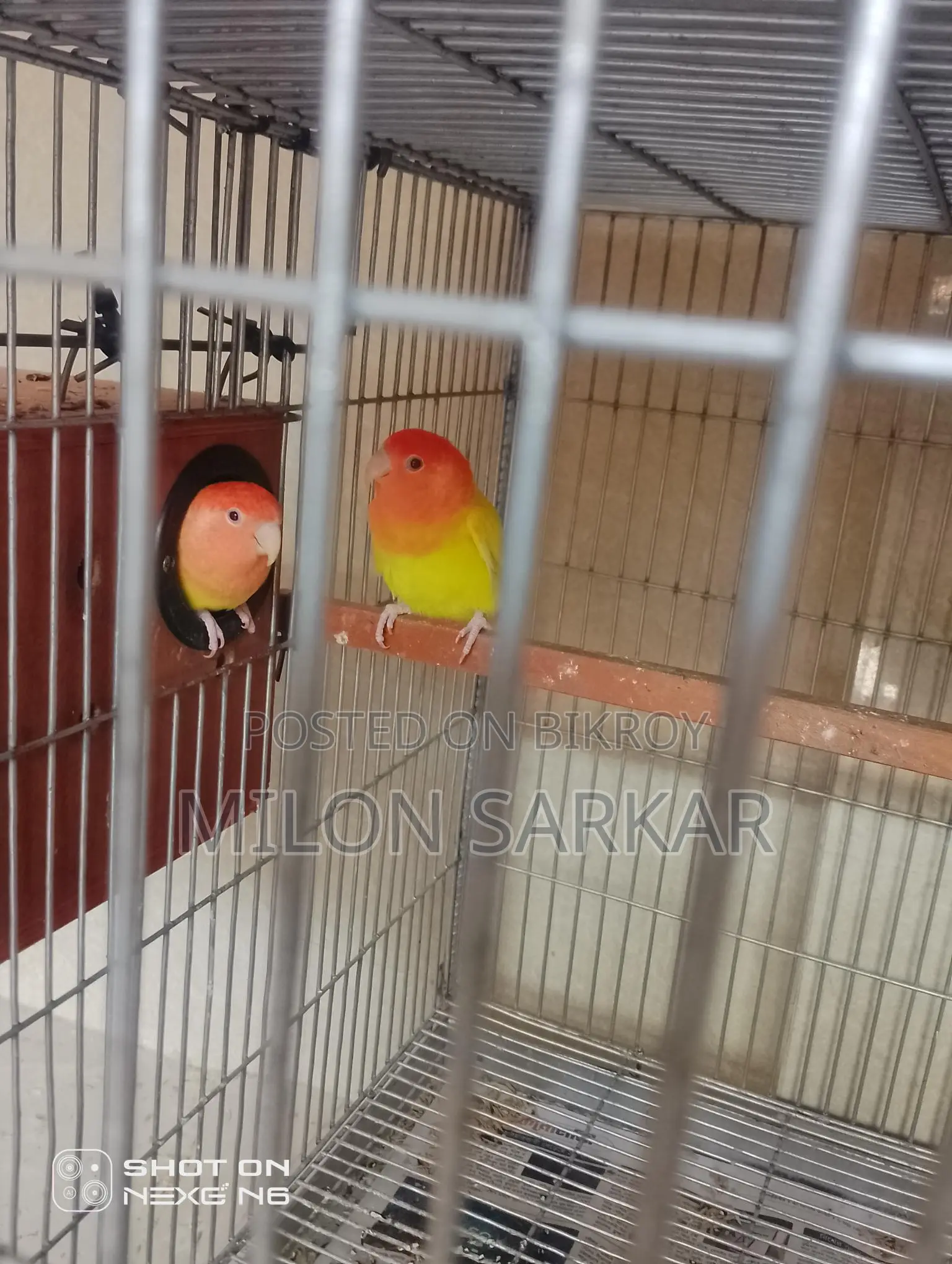 Bird Sale