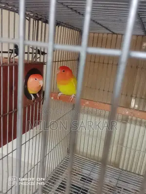 Bird Sale