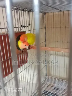 Bird Sale