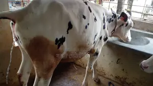 ৯৭১ নং বকনা বাছুর বিক্রয় হবে ভালো জাতের ।