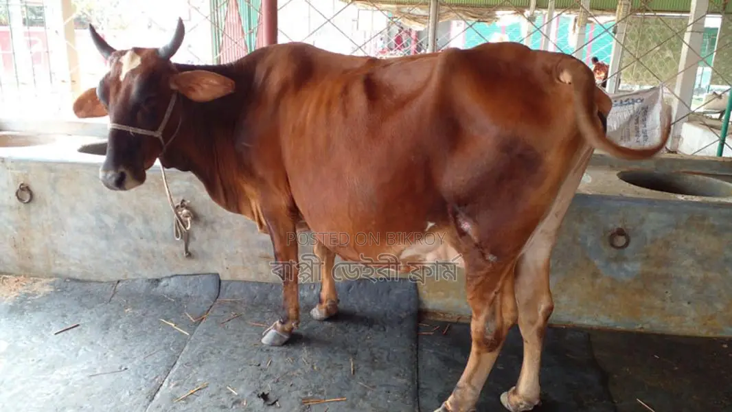 High-Quality Cow for Sale (No. 973)