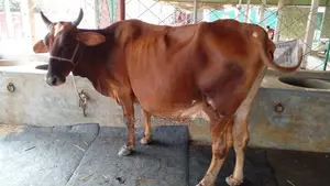 High-Quality Cow for Sale (No. 973)