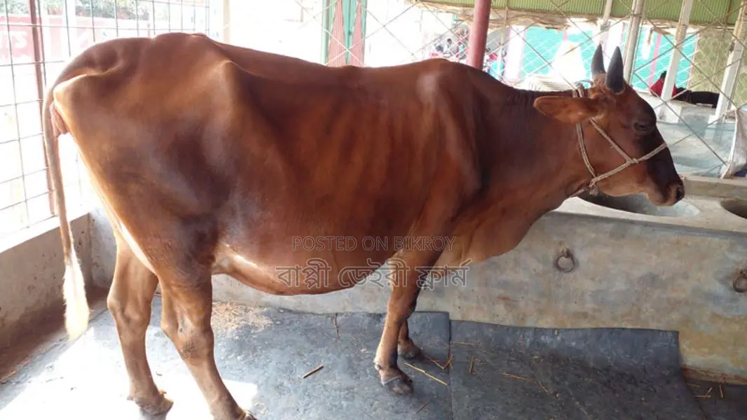 High-Quality Cow for Sale (No. 973)