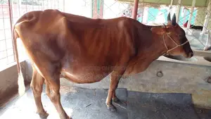High-Quality Cow for Sale (No. 973)