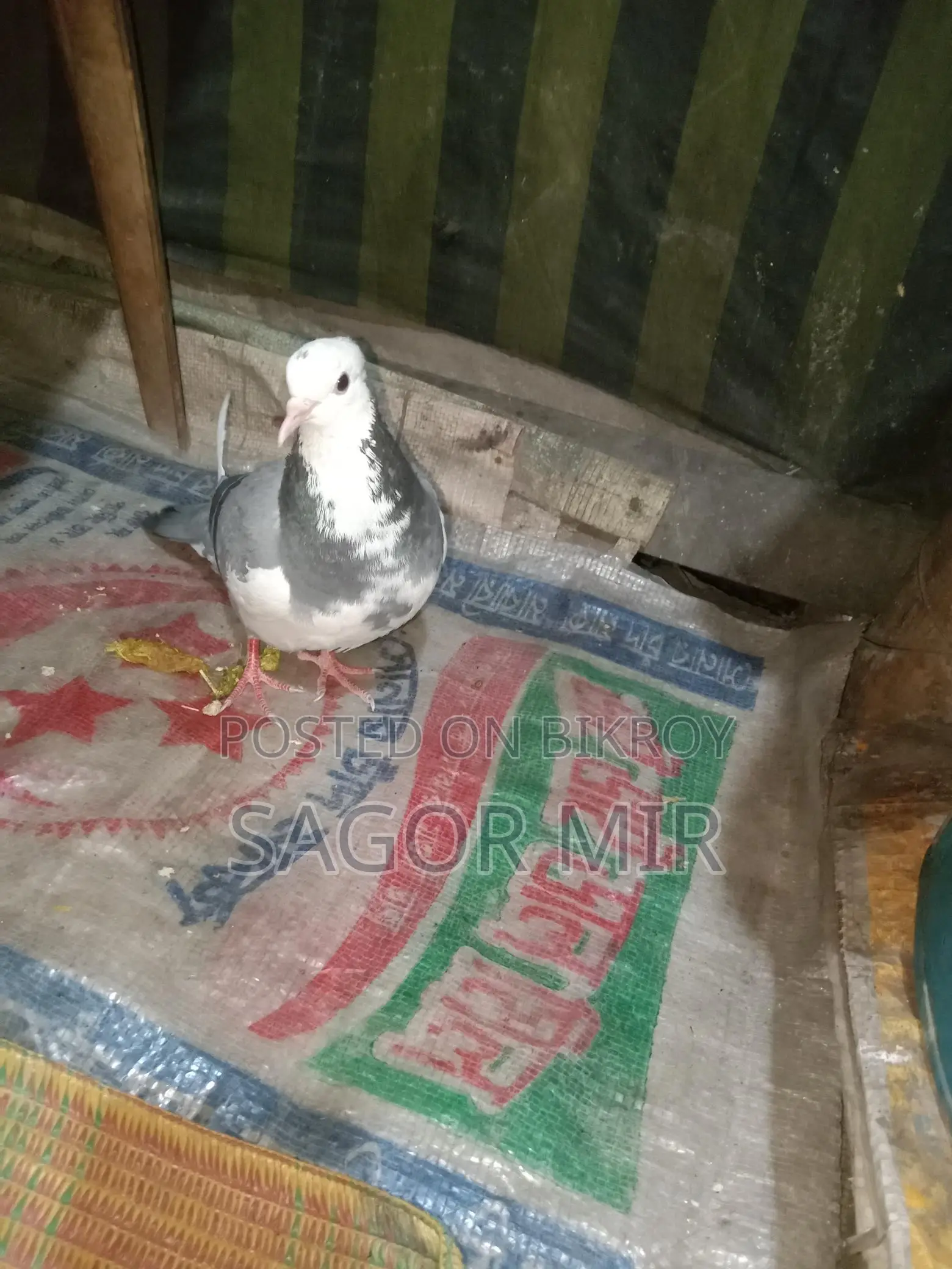 Raj Golla Pigeon