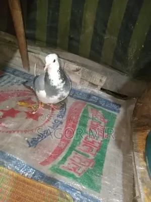 Raj Golla Pigeon