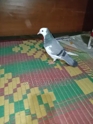 Raj Golla Pigeon