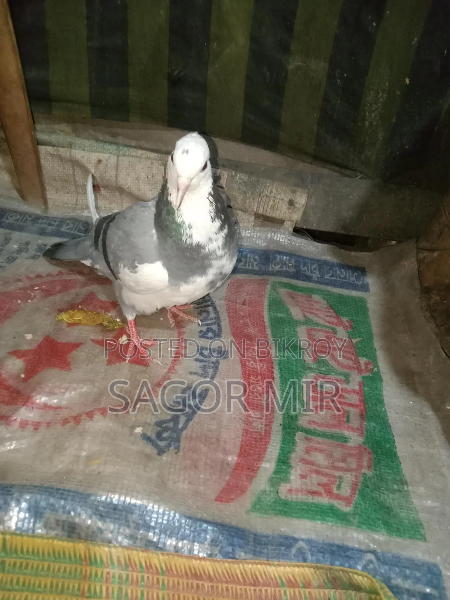 Raj Golla Pigeon