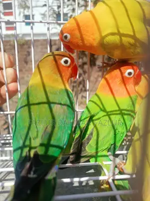 রানিং লাভবার্ড ফিমেল