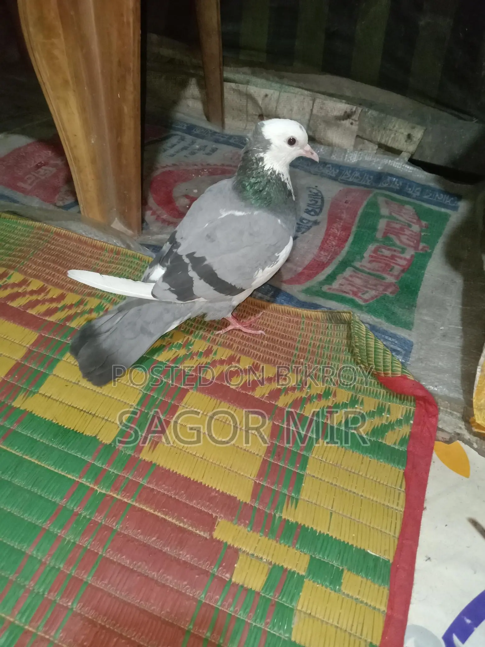 Raj Golla Pigeon