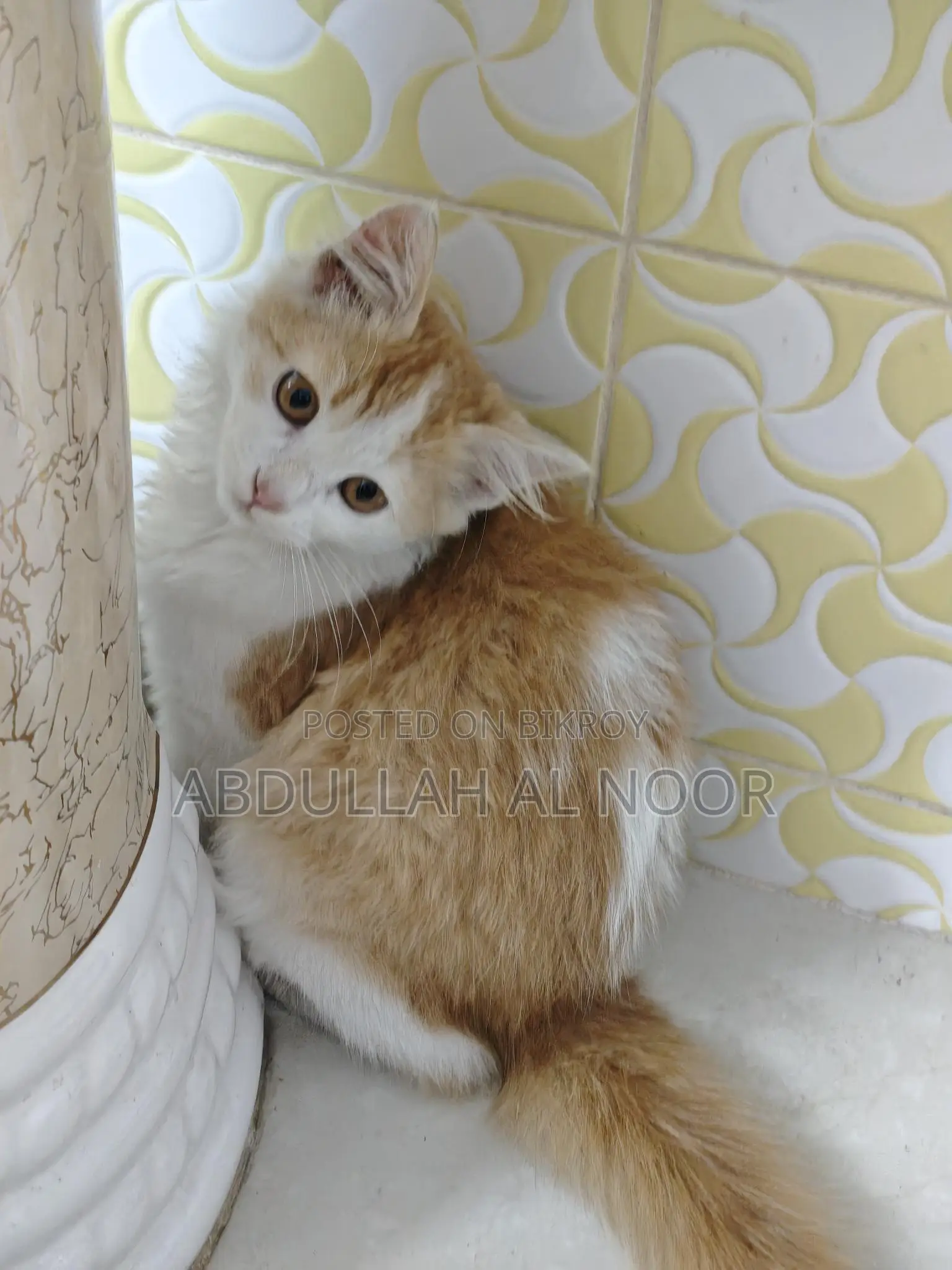 Mix breed female cat