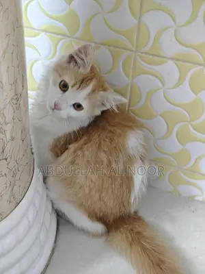 Mix breed female cat