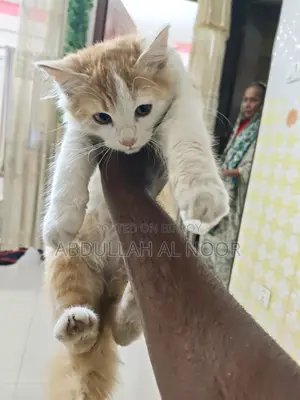 Mix breed female cat