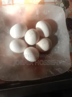ব্লাক কোচিন এর ডিম