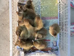 ক্যাম্বেল হাঁসের বাচ্চা