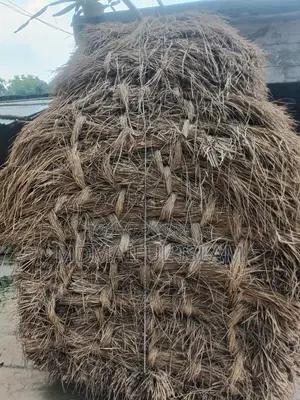 খুব ভালো চারা বিক্রি করা হবে