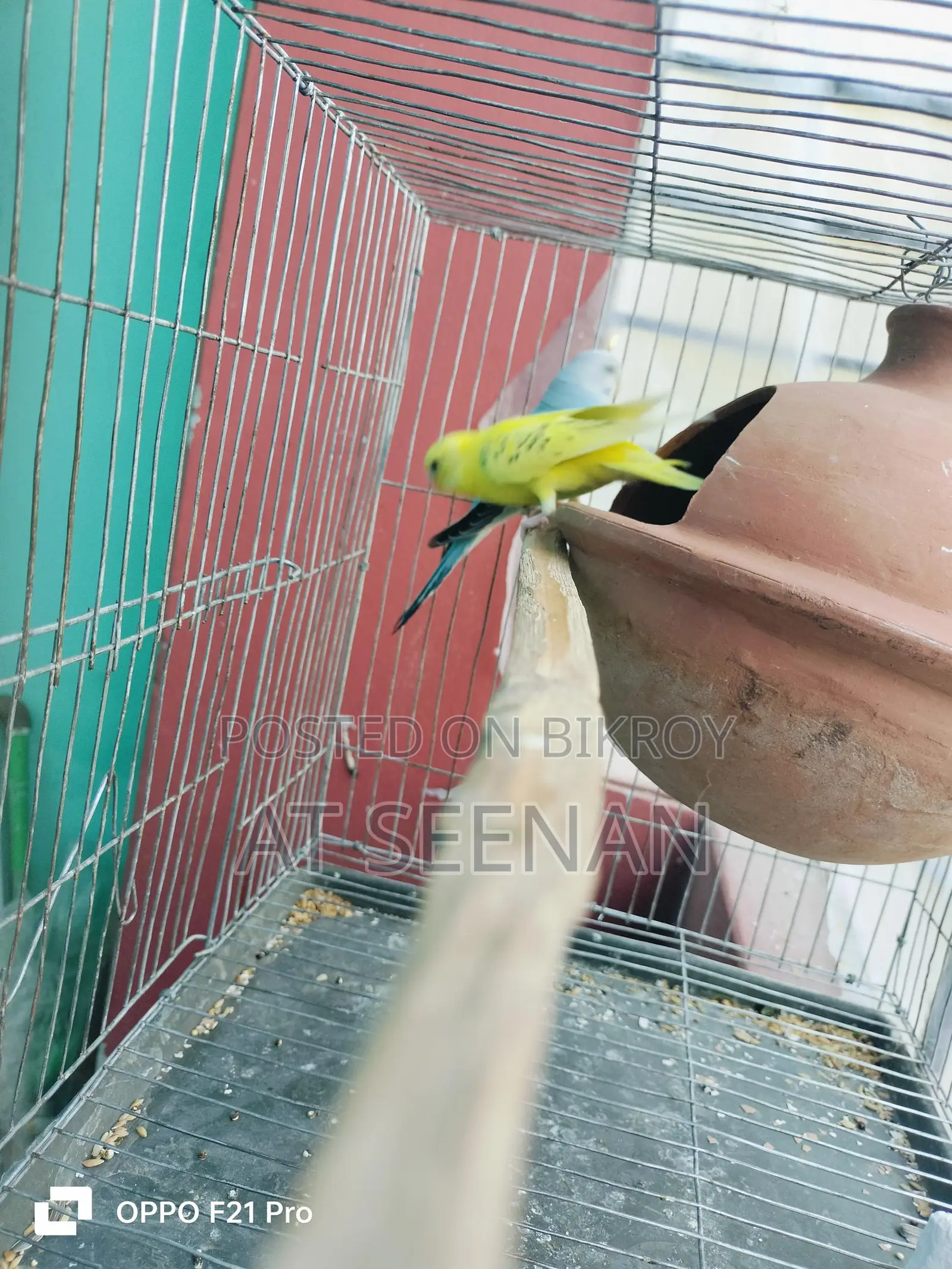 Budgerigar