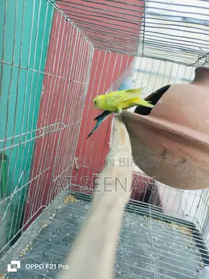 Budgerigar