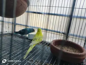 Budgerigar