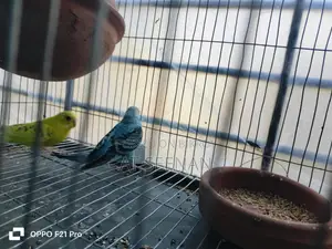 Budgerigar
