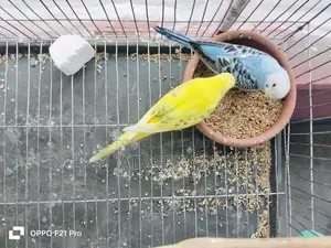 Budgerigar