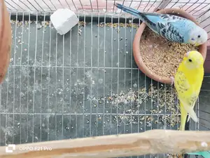 Budgerigar