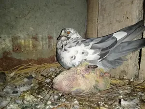 Pigeons with chicks for sale