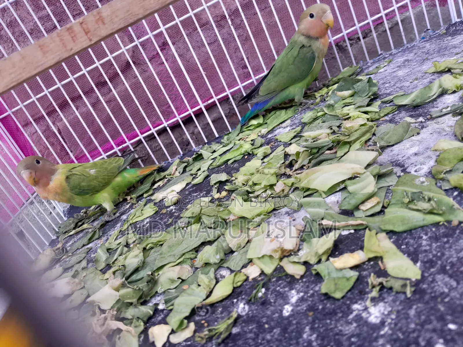 Bird for Sale