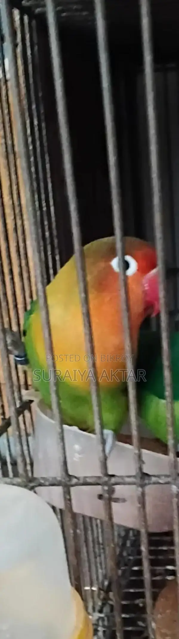 Lovebird Male Bird