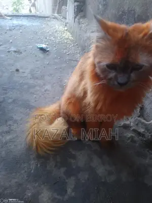 Persian Cat
