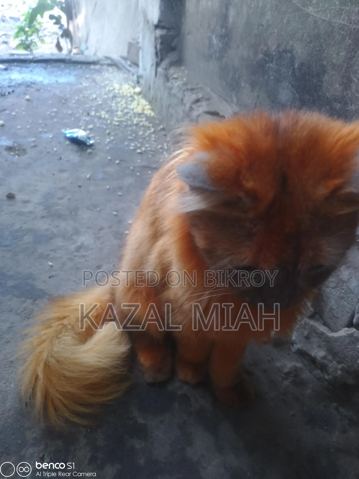 Persian Cat