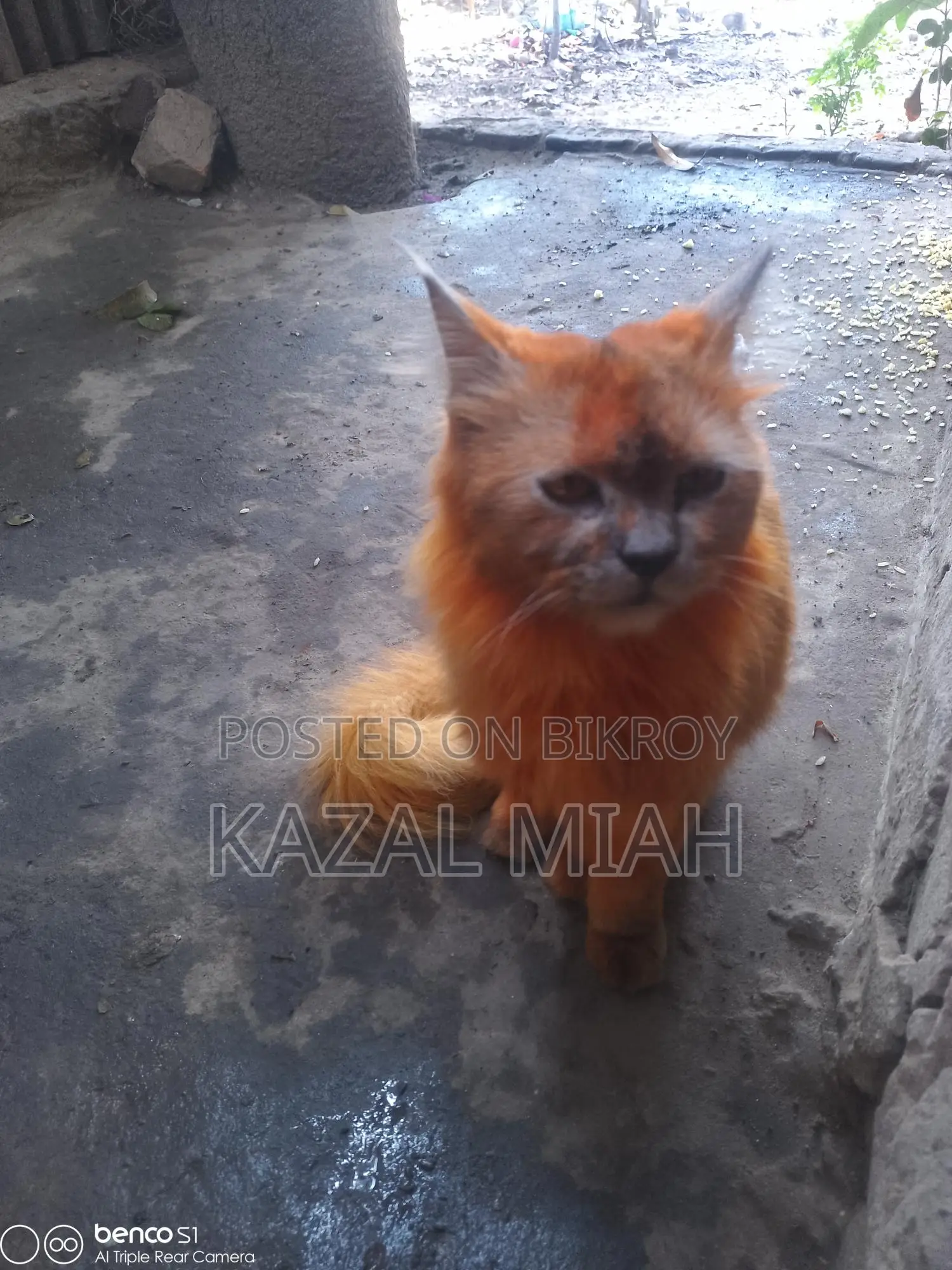 Persian Cat