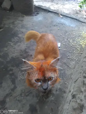 Persian Cat