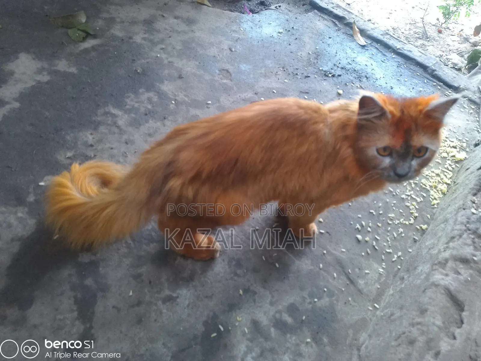 Persian Cat