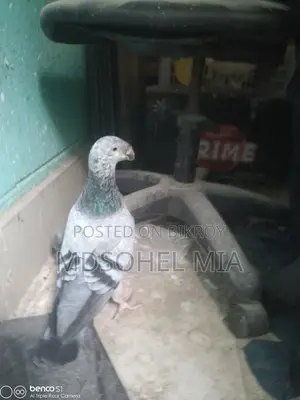 কবুতর বিক্রি হবে