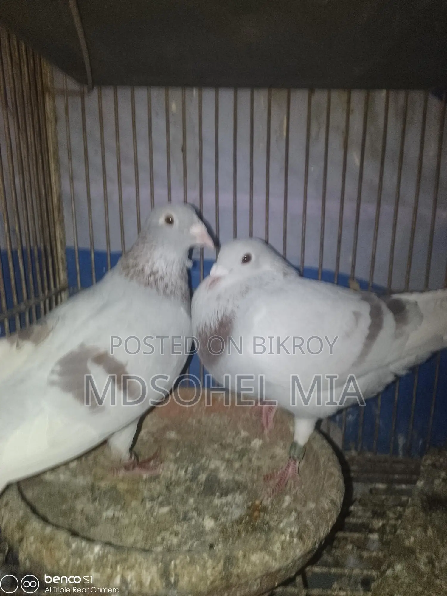 Pigeons for Sale