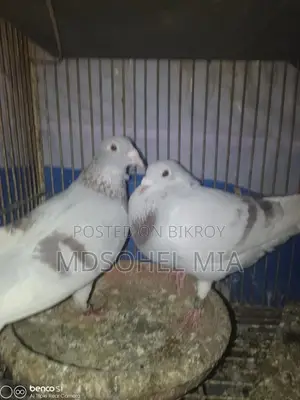 Pigeons for Sale