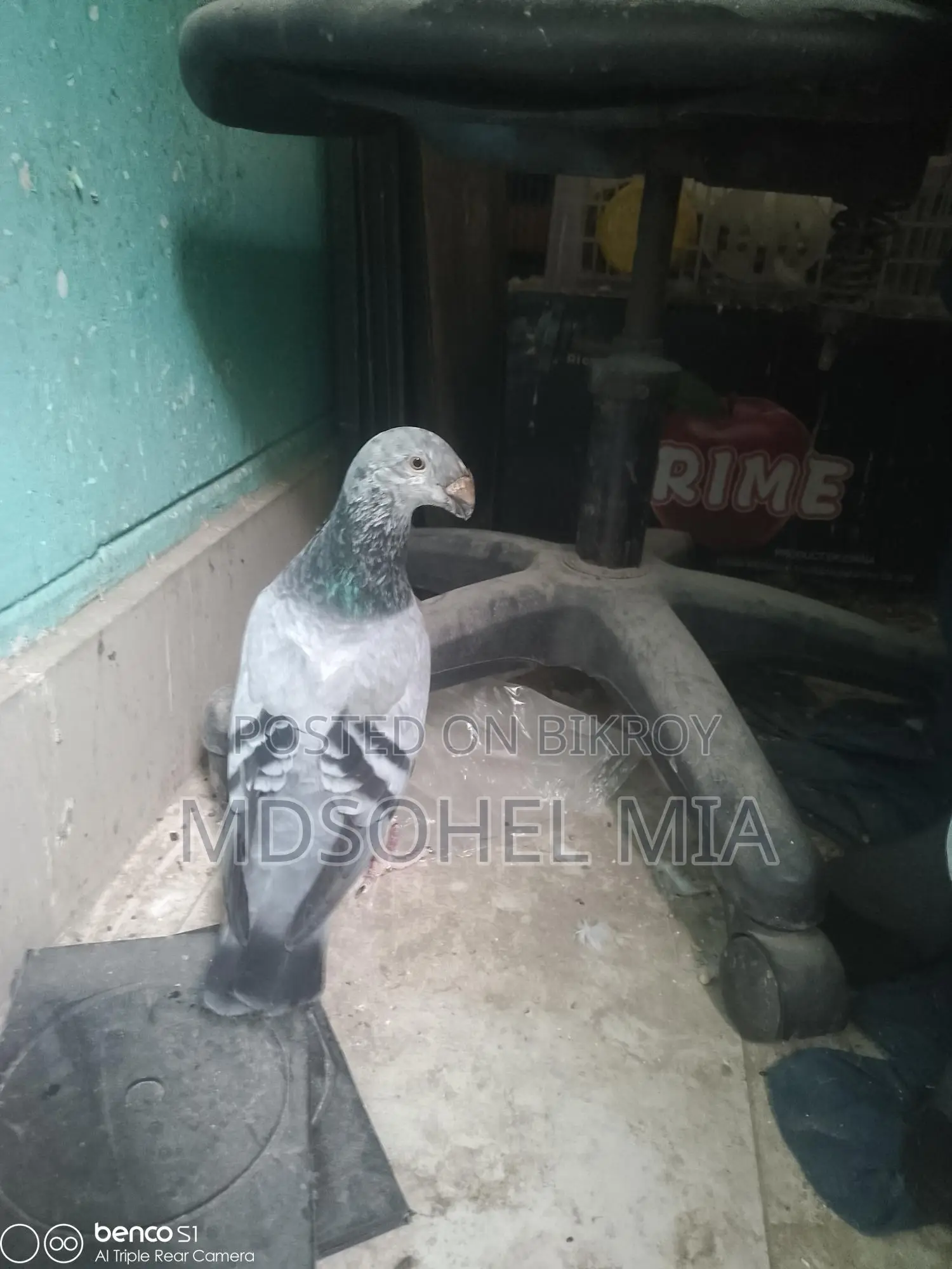 Pigeons for Sale