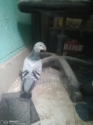 Pigeons for Sale