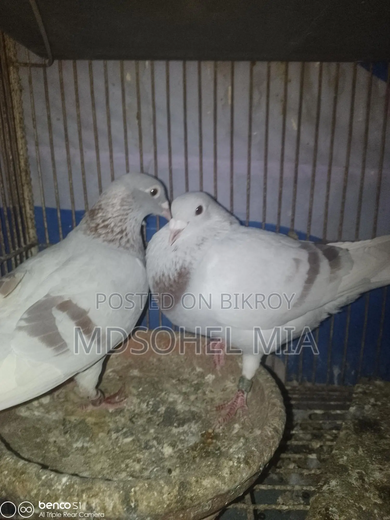 Pigeons for Sale