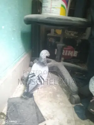 Pigeons for Sale