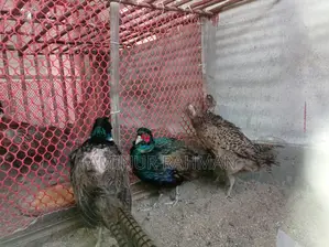 Ringneck Pheasant