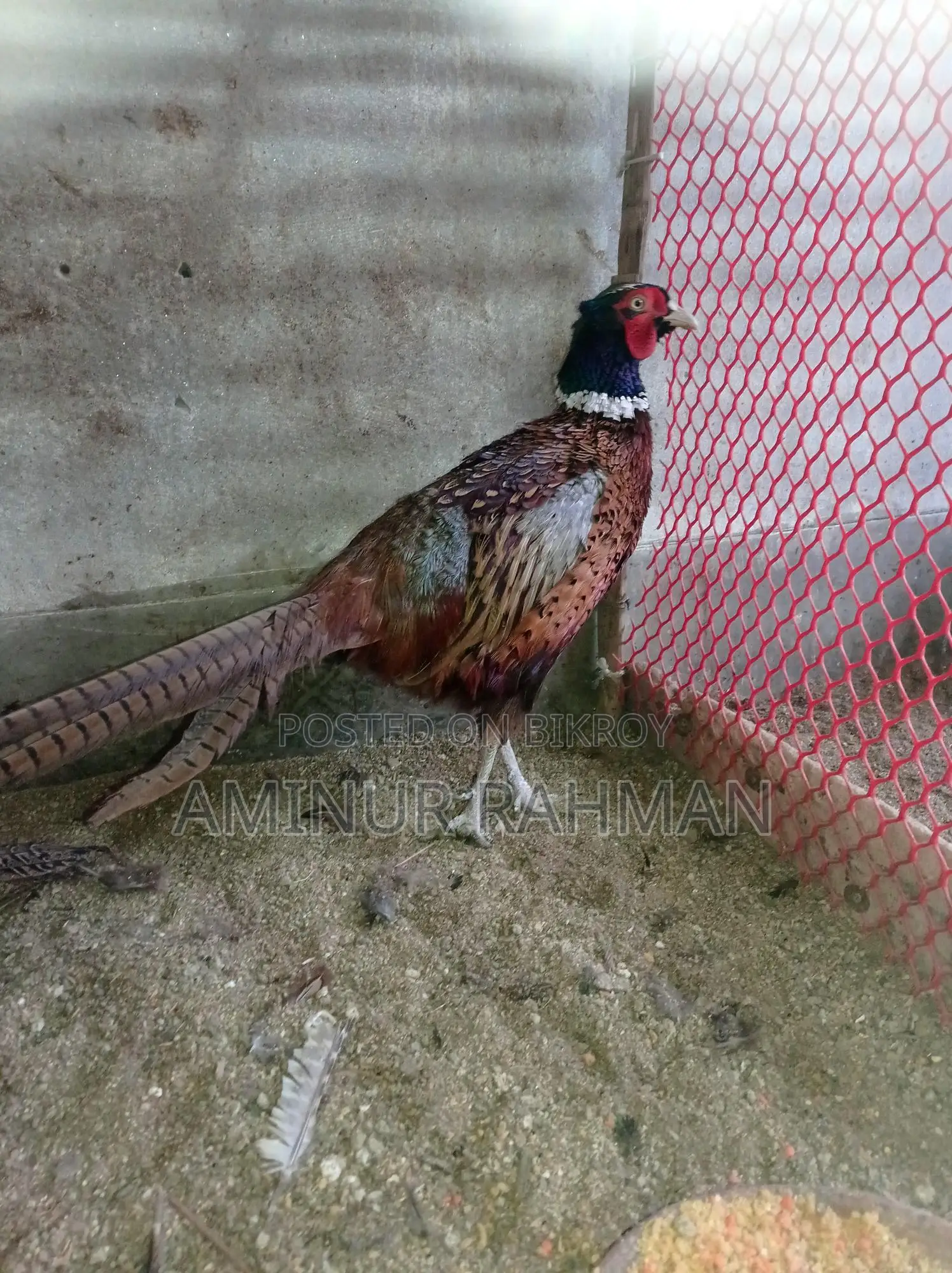 Ringneck Pheasant