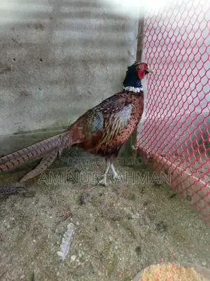 Ringneck Pheasant