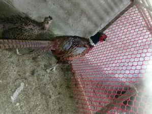 Ringneck Pheasant