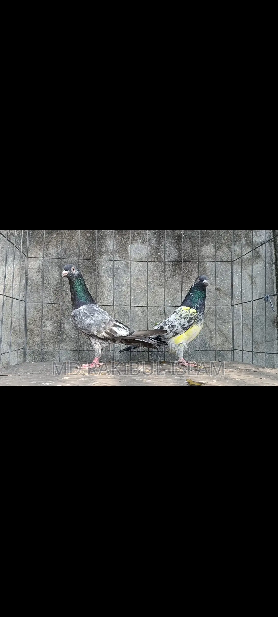Kashuri Master Pair