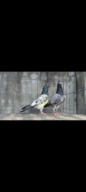 Kashuri Master Pair