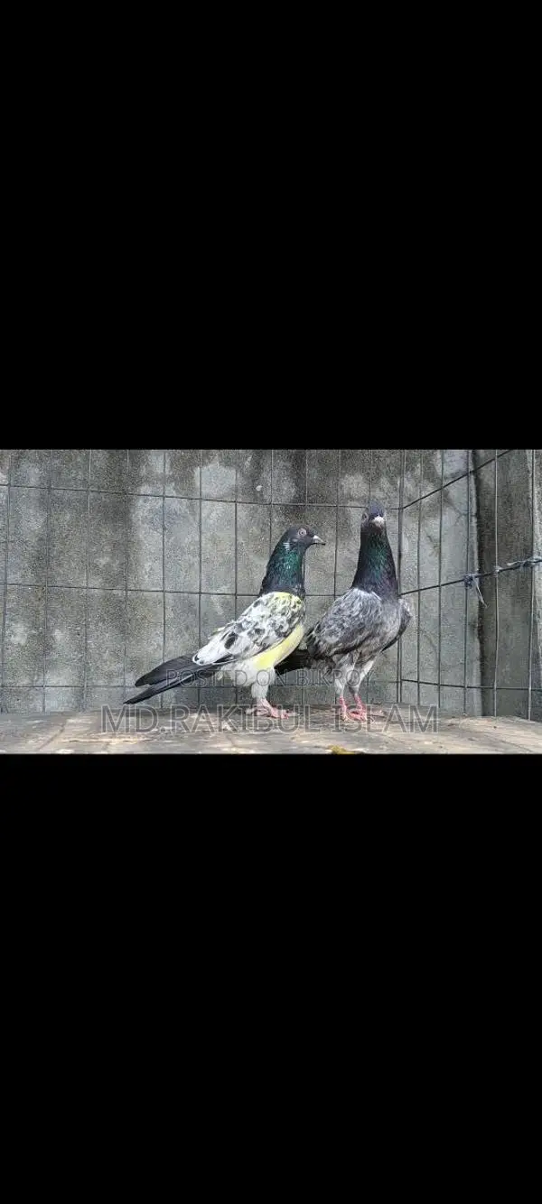 Kashuri Master Pair