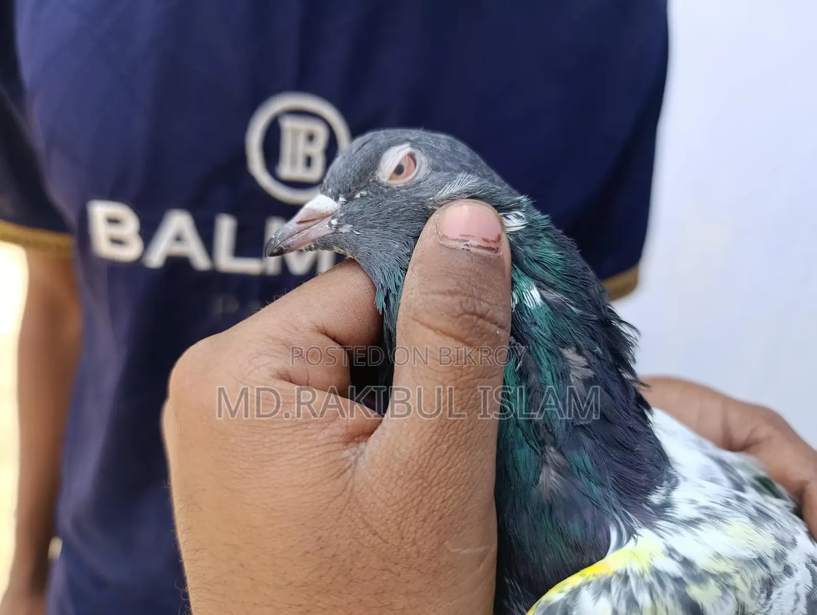Kashuri Master Pair