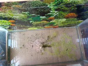 A Large Fish Aquarium